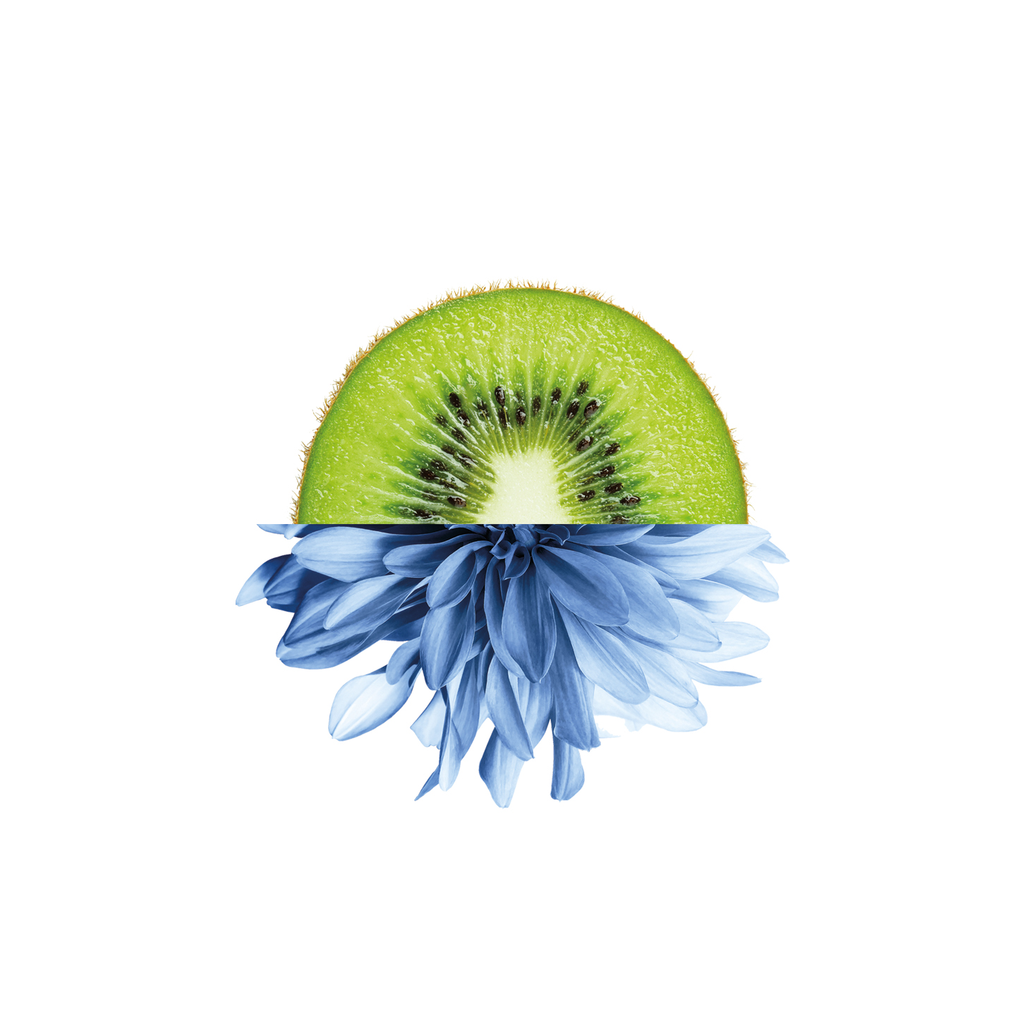 Kiwibloem